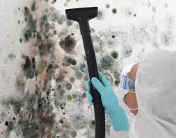 Mold Odor Removal Services in La Paloma, TX